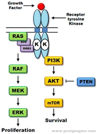 PTEN在信号通路中的位置